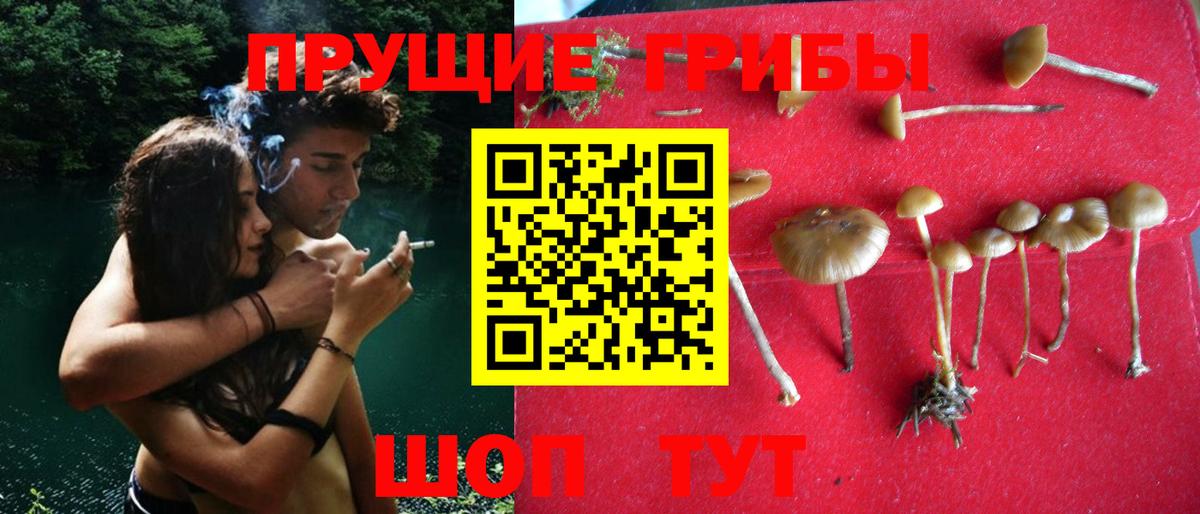 Галлюциногенные грибы Magic Shrooms  Вход с VPN  Галлюциногенные грибы Magic Shrooms  Чернушка 